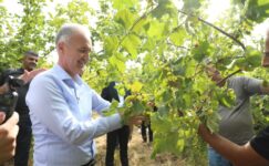 İNEGÖL FINDIĞINDA HASAT ZAMANI