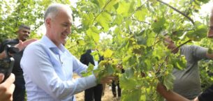 İNEGÖL FINDIĞINDA HASAT ZAMANI