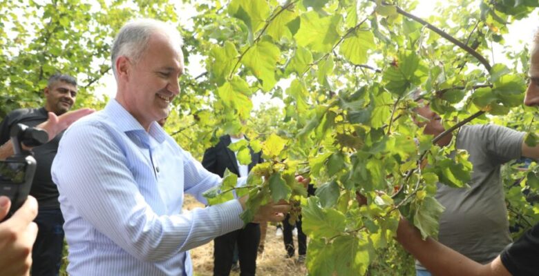 İNEGÖL FINDIĞINDA HASAT ZAMANI