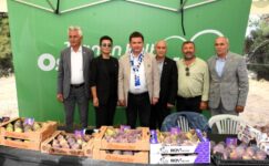 Bursa’nın dünyaca ünlü siyah incirleri Osmangazi’de yarıştı