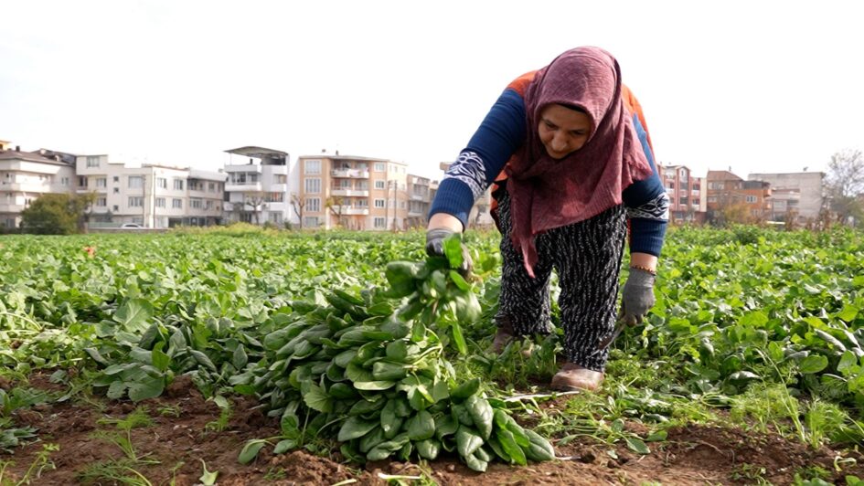 İlaçsız Ispanaklar Kent Lokantalarına Ulaştı