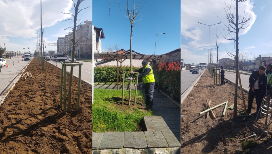 BURSA’NIN 700 YILLIK MİRASI 700 ÇINARLA KÖK SALIYOR