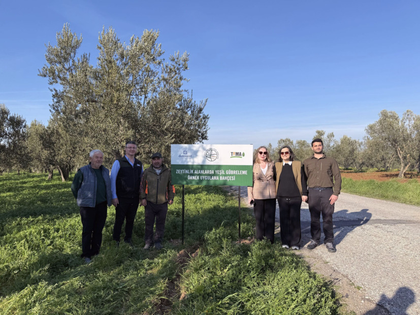Ezine Zeytin Bahçelerinde Doğa Temelli Çözüm: Yeşil Gübreleme ile  Kuraklığa Direnç Artacak   